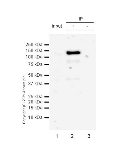 Immunoprecipitation - Anti-NLRP3 antibody [RM1021] - BSA and Azide free (ab314905), expandable thumbnail