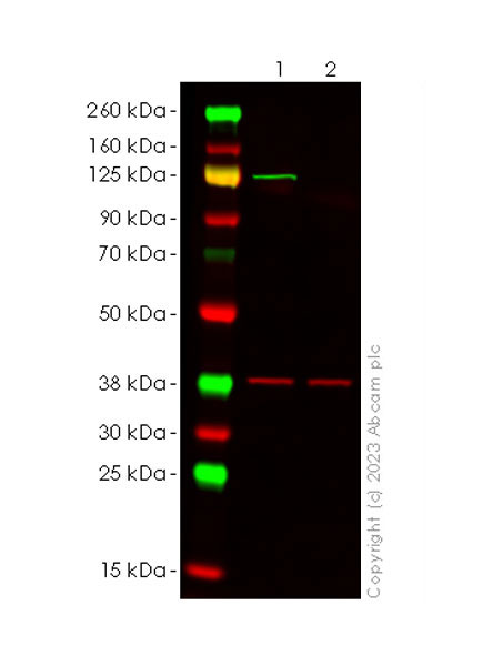 Western blot - Anti-NLRP3 antibody [RM1021] - BSA and Azide free (ab314905), expandable thumbnail