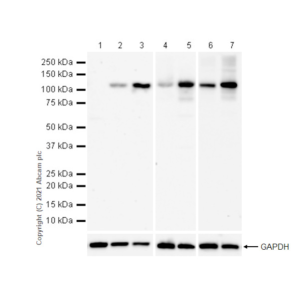 Western blot - Anti-NLRP3 antibody [RM1021] - BSA and Azide free (ab314905), expandable thumbnail