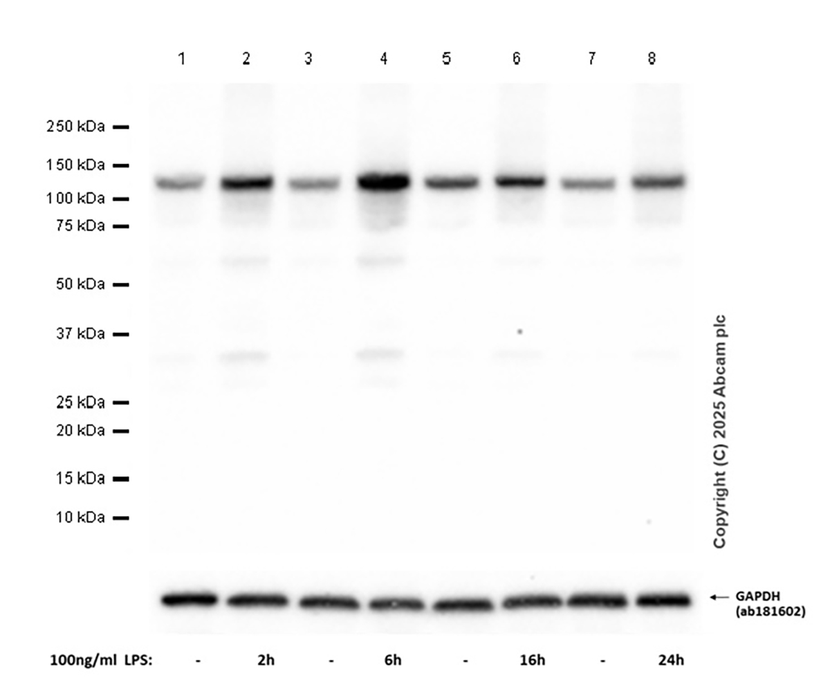 Western blot - Anti-NLRP3 antibody [RM1021] - BSA and Azide free (AB314905), expandable thumbnail