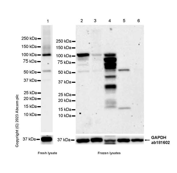 Western blot - Anti-NLRP6 antibody [EPR28233-48] - BSA and Azide free (AB314499)