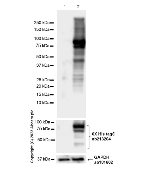 Western blot - Anti-NLRP6 antibody [EPR28233-48] - BSA and Azide free (AB314499)