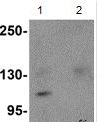 Western blot - Anti-NLRP9 antibody (AB105413)