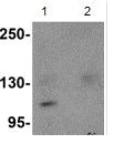 Western blot - Anti-NLRP9 antibody (AB105413)