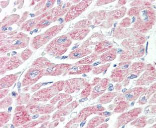 Immunohistochemistry (Formalin/PFA-fixed paraffin-embedded sections) - Anti-NLRX1 antibody (AB107611)