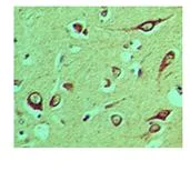 Immunohistochemistry (Formalin/PFA-fixed paraffin-embedded sections) - Anti-NLRX1 antibody (AB107611)