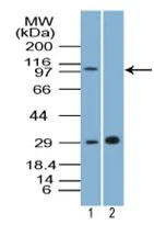 Western blot - Anti-NLRX1 antibody (AB107611)