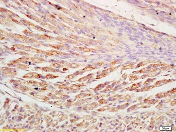 Immunohistochemistry (Formalin/PFA-fixed paraffin-embedded sections) - Anti-NLRX1 antibody (AB218252)