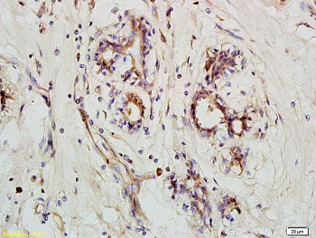 Immunohistochemistry (Formalin/PFA-fixed paraffin-embedded sections) - Anti-NLRX1 antibody (AB218252)
