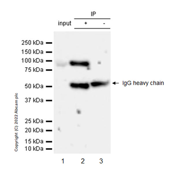 Immunoprecipitation - Anti-NLRX1 antibody [EPR27216-40] (AB307668)