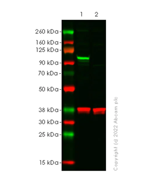 Western blot - Anti-NLRX1 antibody [EPR27216-40] (AB307668)