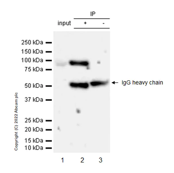 Immunoprecipitation - Anti-NLRX1 antibody [EPR27216-40] - BSA and Azide free (AB307669)