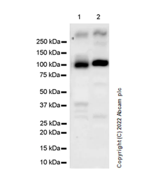 Western blot - Anti-NLRX1 antibody [EPR27216-40] - BSA and Azide free (AB307669)