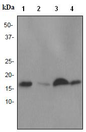 Western blot - Anti-NM23A antibody [EPR3036] (AB92327)