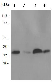 Western blot - Anti-NM23A antibody [EPR3036] - BSA and Azide free (AB247543)