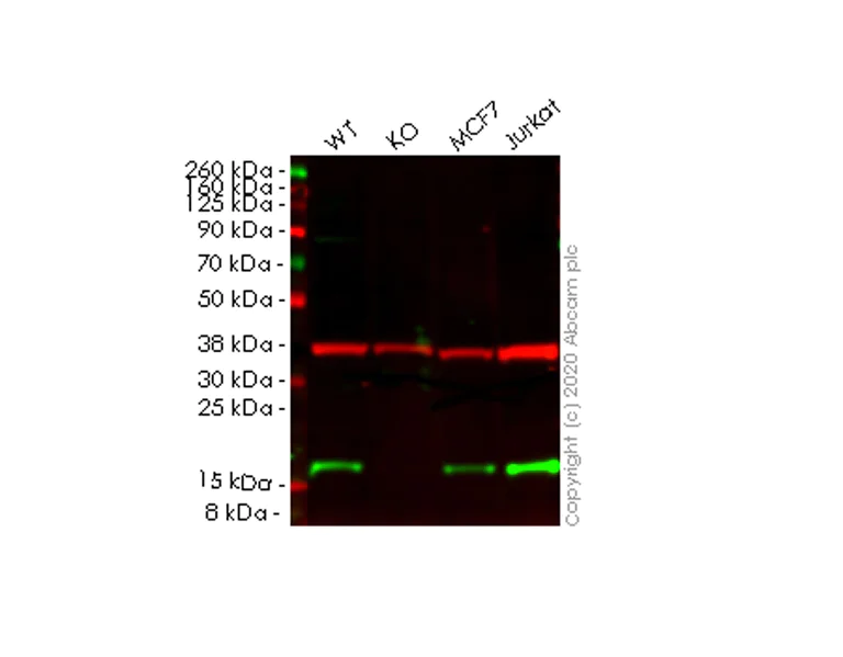 Western blot - Anti-NM23A antibody [EPR3036] - BSA and Azide free (AB247543)