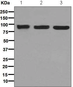 Western blot - Anti-NMBR antibody [EPR6880] - BSA and Azide free (AB248699)