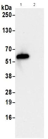 Immunoprecipitation - Anti-NMD3 antibody (AB201924)