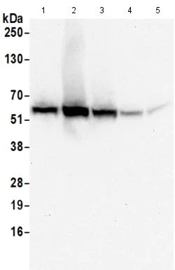 Western blot - Anti-NMD3 antibody (AB201924)