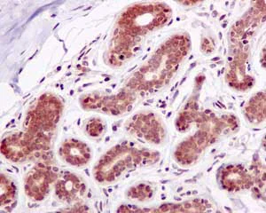 Immunohistochemistry (Formalin/PFA-fixed paraffin-embedded sections) - Anti-NMD3 antibody [EPR11979(B)] - BSA and Azide free (AB249576)