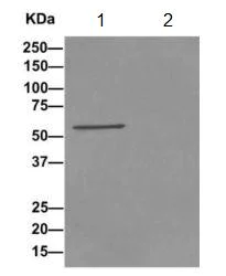 Immunoprecipitation - Anti-NMD3 antibody [EPR11979(B)] - BSA and Azide free (AB249576)