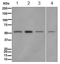 Western blot - Anti-NMD3 antibody [EPR11979(B)] - BSA and Azide free (AB249576)
