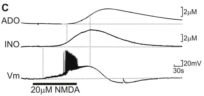 Functional Studies - NMDA, excitotoxic amino acid (AB120052)