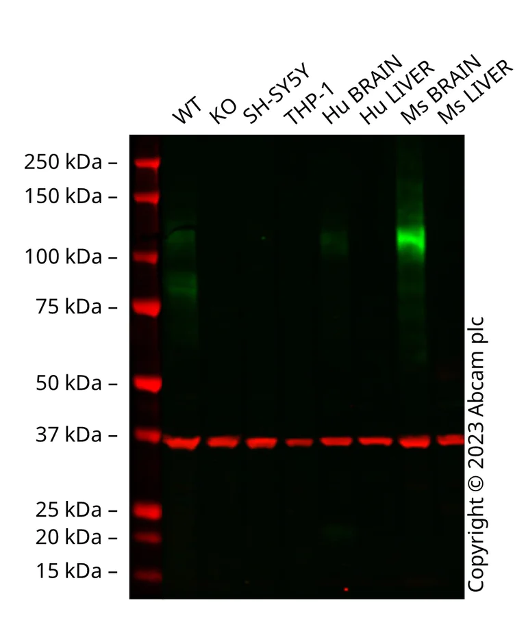 Western blot - Anti-NMDAR1 antibody [EPR23397-66] (AB274377)