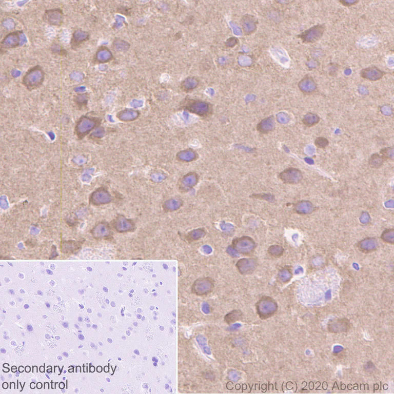Immunohistochemistry (Formalin/PFA-fixed paraffin-embedded sections) - Anti-NMDAR1 antibody [EPR23397-66] - BSA and Azide free (AB274390)