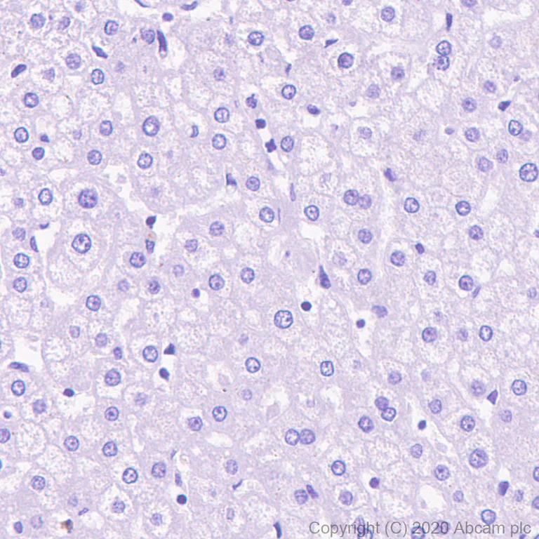 Immunohistochemistry (Formalin/PFA-fixed paraffin-embedded sections) - Anti-NMDAR1 antibody [EPR23397-66] - BSA and Azide free (AB274390)