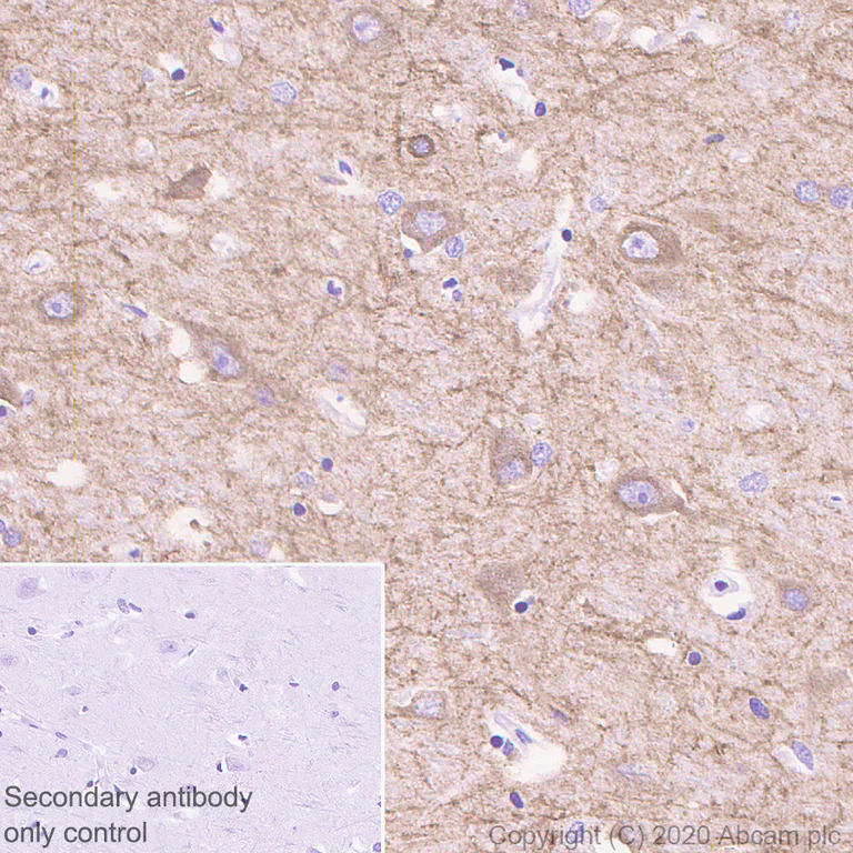 Immunohistochemistry (Formalin/PFA-fixed paraffin-embedded sections) - Anti-NMDAR1 antibody [EPR23397-66] - BSA and Azide free (AB274390)