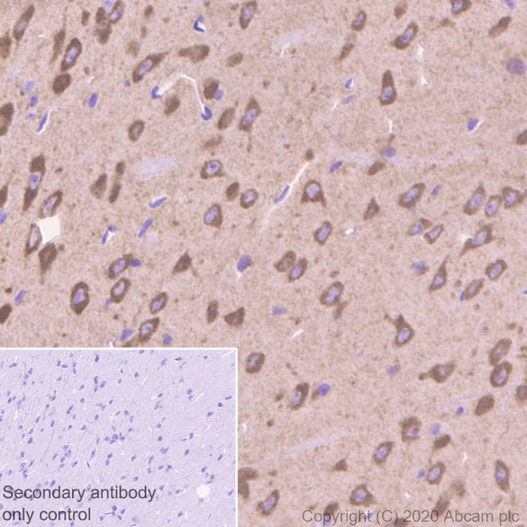 Immunohistochemistry (Formalin/PFA-fixed paraffin-embedded sections) - Anti-NMDAR1 antibody [EPR23397-66] - BSA and Azide free (AB274390)