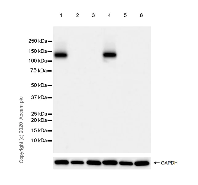 Western blot - Anti-NMDAR1 antibody [EPR23397-66] - BSA and Azide free (AB274390)