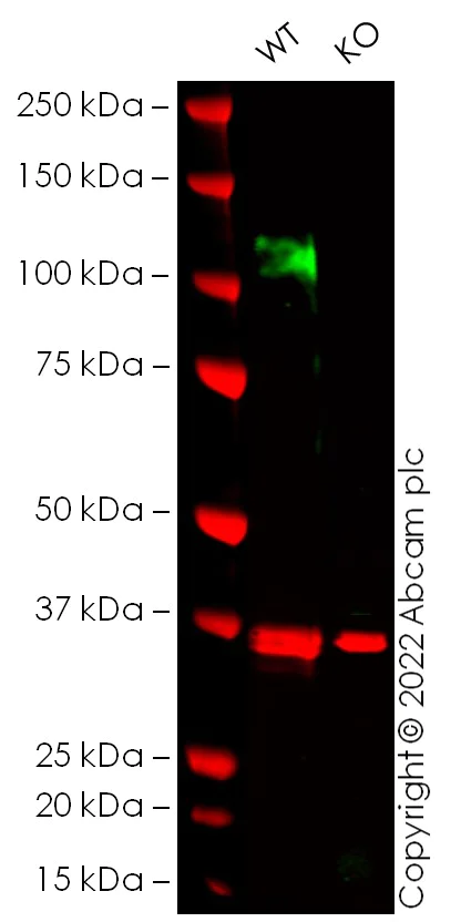Western blot - Anti-NMDAR1 antibody [EPR23397-66] - BSA and Azide free (AB274390)