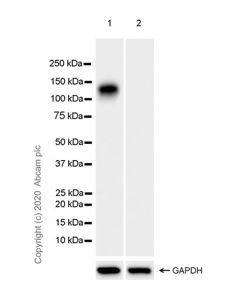 Western blot - Anti-NMDAR1 antibody [EPR23397-66] - BSA and Azide free (AB274390)