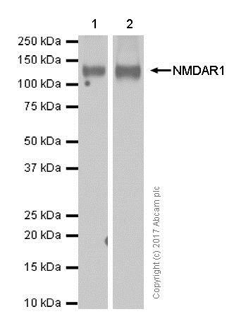 Western blot - Anti-NMDAR1 antibody [EPR2480Y] - BSA and Azide free (AB236041)