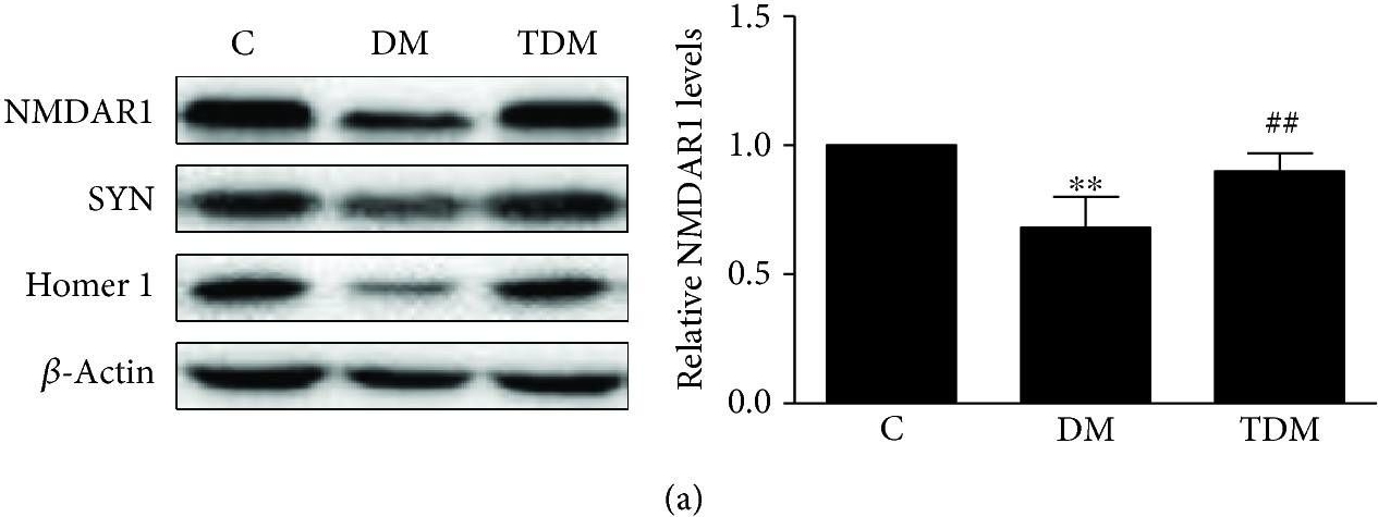 Western blot - Anti-NMDAR1 antibody [EPR2481(2)] (ab109182), expandable thumbnail
