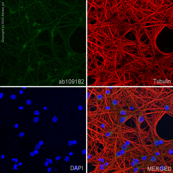Immunocytochemistry/ Immunofluorescence - Anti-NMDAR1 antibody [EPR2481(2)] - BSA and Azide free (AB239949), expandable thumbnail
