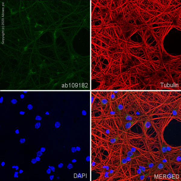 Immunocytochemistry/ Immunofluorescence - Anti-NMDAR1 antibody [EPR2481(2)] - BSA and Azide free (AB239949)