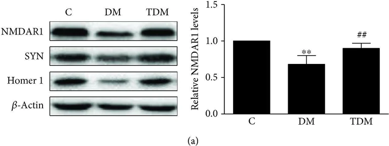 Western blot - Anti-NMDAR1 antibody [EPR2481(2)] - Neuronal Marker (AB109182)