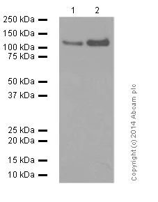 Western blot - Anti-NMDAR1 antibody [EPR2481(2)] - Neuronal Marker (AB109182)