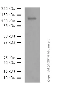 Western blot - Anti-NMDAR1 antibody [EPR2481(2)] - Neuronal Marker (AB109182)