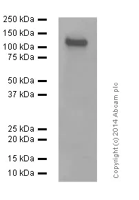 Western blot - Anti-NMDAR1 antibody [EPR2481(2)] - Neuronal Marker (AB109182)
