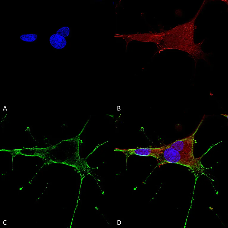 Immunocytochemistry/ Immunofluorescence - Anti-NMDAR1 antibody [N308/48] - Neuronal Marker (AB134308)