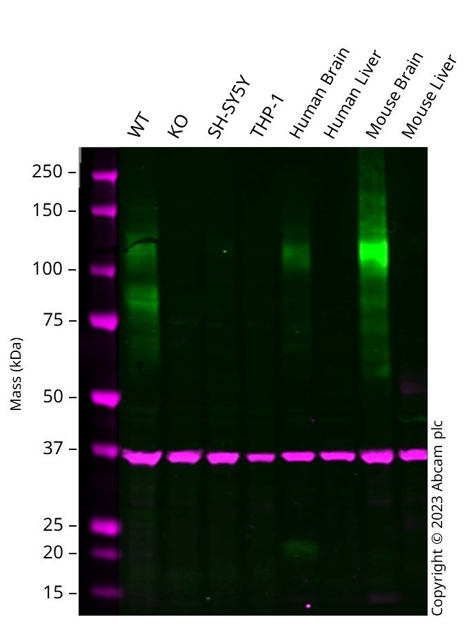 Western blot - Anti-NMDAR1 antibody [N308/48] - Neuronal Marker (AB134308)