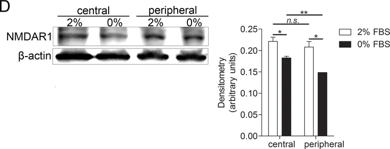 Western blot - Anti-NMDAR1 antibody [N308/48] - Neuronal Marker (AB134308)