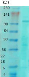 Western blot - Anti-NMDAR1 antibody [N308/48] - Neuronal Marker (AB134308)