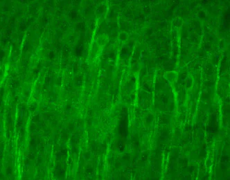 Immunohistochemistry (PFA fixed) - Anti-NMDAR1 antibody - Neuronal Marker (AB17345)