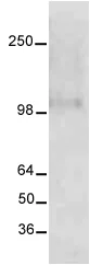 Western blot - Anti-NMDAR1 antibody - Neuronal Marker (AB17345)