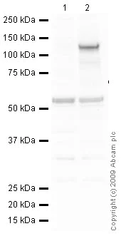 Western blot - Anti-NMDAR1 antibody - Neuronal Marker (AB17345)
